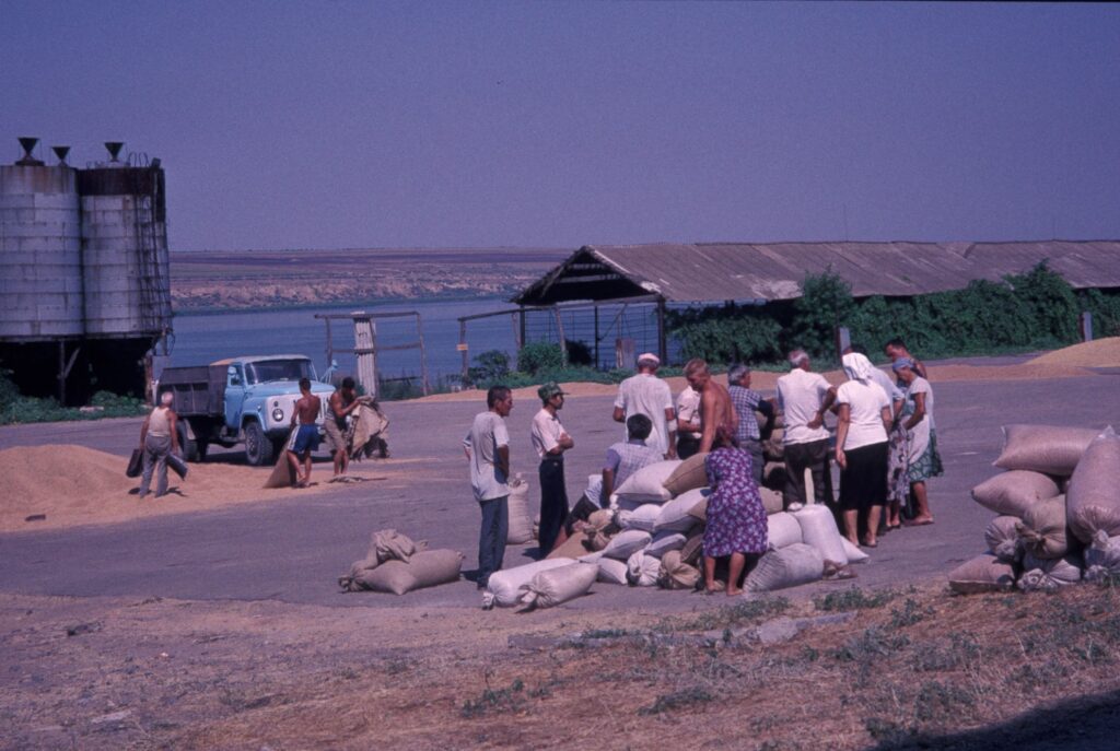 Villagers collecting cacks of grain